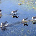 Wilderness Experience