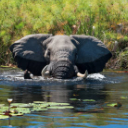 Wilderness Experience