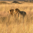 Wilderness Experience