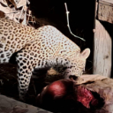 Wilderness Experience