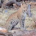 Wilderness Experience